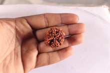 Load image into Gallery viewer, Nepalese Ganesh Rudraksha - Bead No. 315
