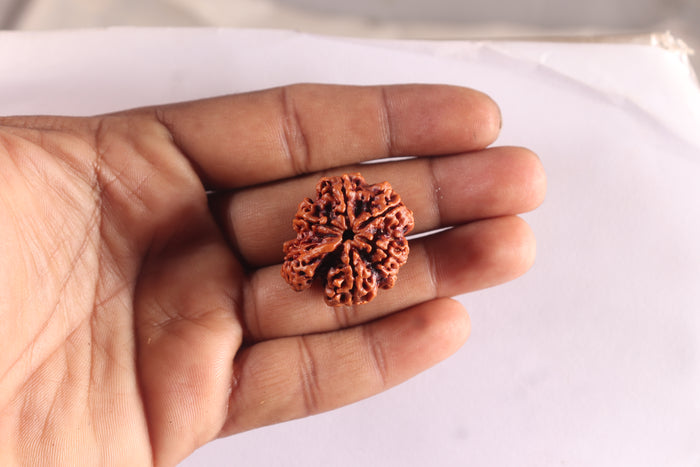 Nepalese Ganesh Rudraksha - Bead No. 315