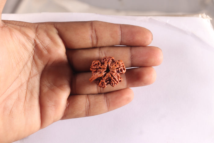 Nepalese Ganesh Rudraksha - Bead No. 316