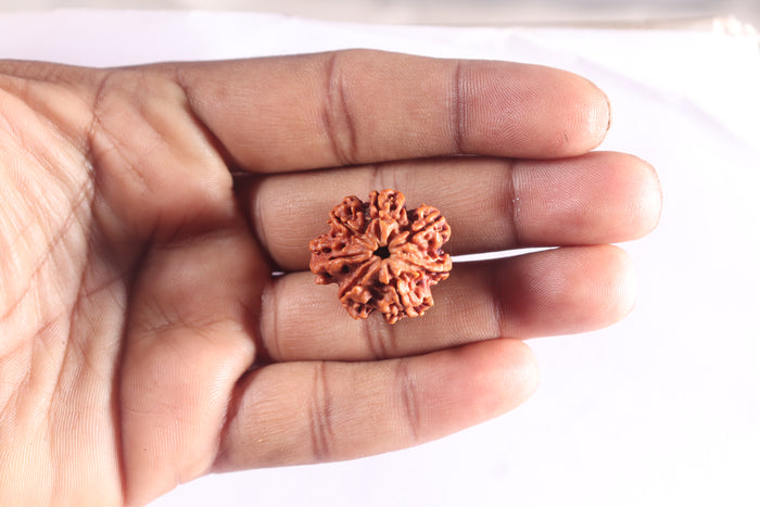 Nepalese Ganesh Rudraksha - Bead No. 317
