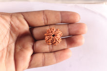 Load image into Gallery viewer, Nepalese Ganesh Rudraksha - Bead No. 318
