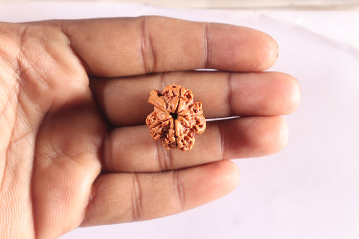Nepalese Ganesh Rudraksha - Bead No. 320