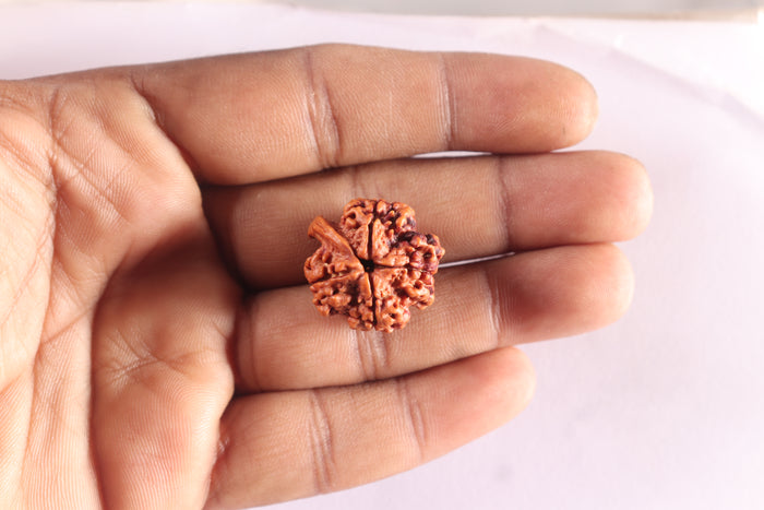 Nepalese Ganesh Rudraksha - Bead 322