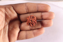 Load image into Gallery viewer, Nepalese Ganesh Rudraksha - Bead 324
