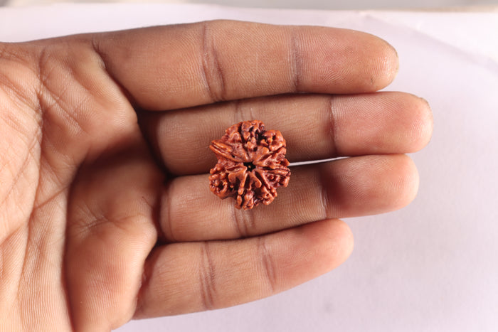 Nepalese Ganesh Rudraksha - Bead 324