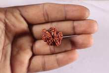 Load image into Gallery viewer, Nepalese Ganesh Rudraksha - Bead No. 326
