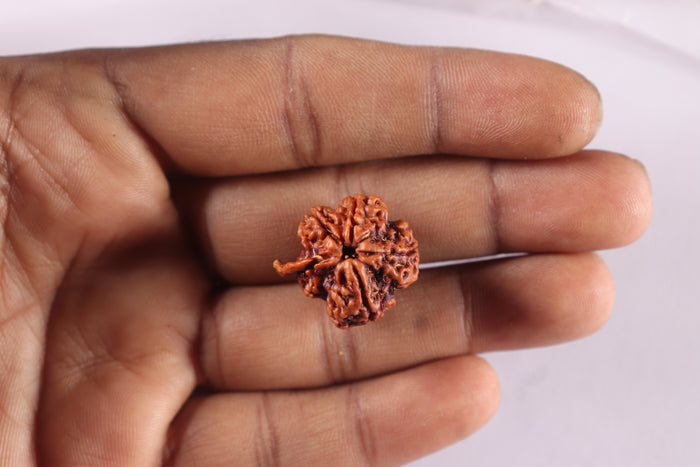 Nepalese Ganesh Rudraksha - Bead 328