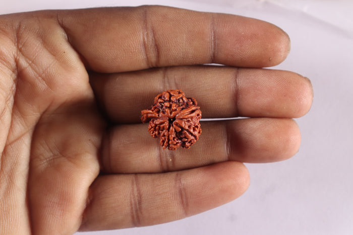 Nepalese Ganesh Rudraksha - Bead 329