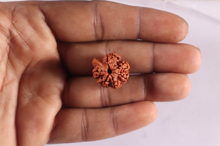 Nepalese Ganesh Rudraksha - Bead 330