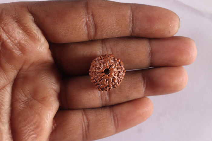 11 Mukhi Indonesian Rudraksha - Bead No. 275