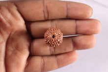 Load image into Gallery viewer, 11 Mukhi Indonesian Rudraksha - Bead No. 276
