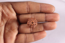 Load image into Gallery viewer, 11 Mukhi Indonesian Rudraksha - Bead No. 277
