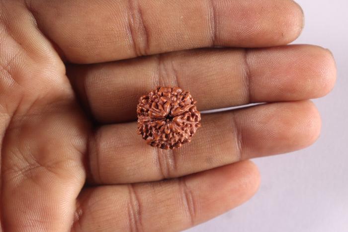 11 Mukhi Indonesian Rudraksha - Bead No. 278