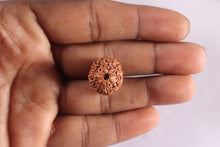 Load image into Gallery viewer, 11 Mukhi Indonesian Rudraksha - Bead No. 279
