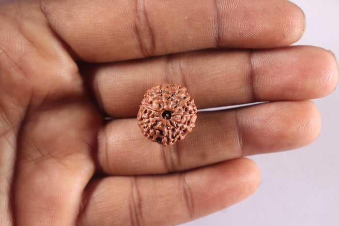 11 Mukhi Indonesian Rudraksha - Bead No. 281