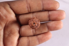 Load image into Gallery viewer, 11 Mukhi Indonesian Rudraksha - Bead No. 283
