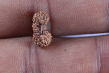 Load image into Gallery viewer, 24 Mukhi Rudraksha from Indonesia AA
