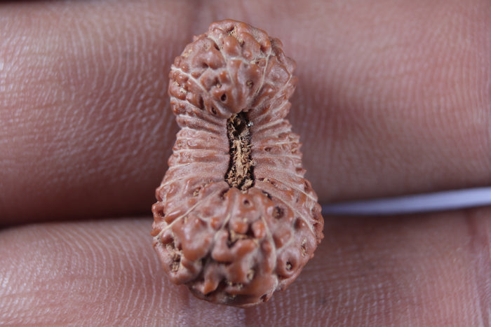 22 Mukhi Rudraksha from Indonesia
