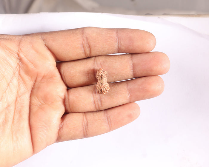 20 Mukhi Indonesian Rudraksha - Bead 40