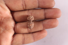 Load image into Gallery viewer, 20 Mukhi Indonesian Gaurishankar Rudraksha - Bead 82
