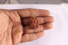 Load image into Gallery viewer, 14 Mukhi Nepalese Rudraksha - Bead No. 184
