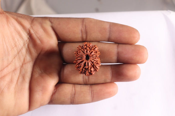 14 Mukhi Nepalese Rudraksha - Bead No. 359