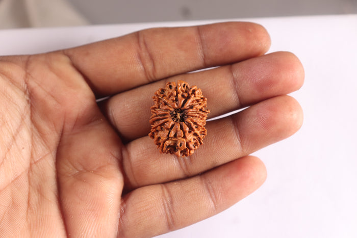 14 Mukhi Nepalese Rudraksha - Bead No. 327