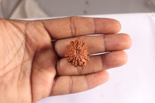 Load image into Gallery viewer, 14 Mukhi Nepalese Rudraksha - Bead No. 383
