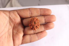 Load image into Gallery viewer, 14 Mukhi Nepalese Rudraksha - Bead No. 390
