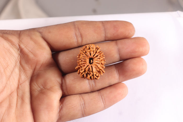 14 Mukhi Nepalese Rudraksha - Bead No. 295