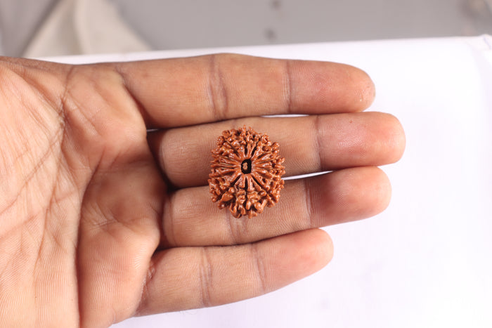 14 Mukhi Nepalese Rudraksha - Bead No. 305