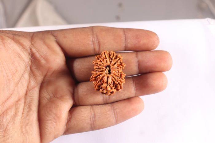 14 Mukhi Nepalese Rudraksha - Bead No. 347
