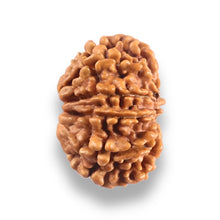 Load image into Gallery viewer, 9 Mukhi Nepalese Rudraksha - Bead No. 442
