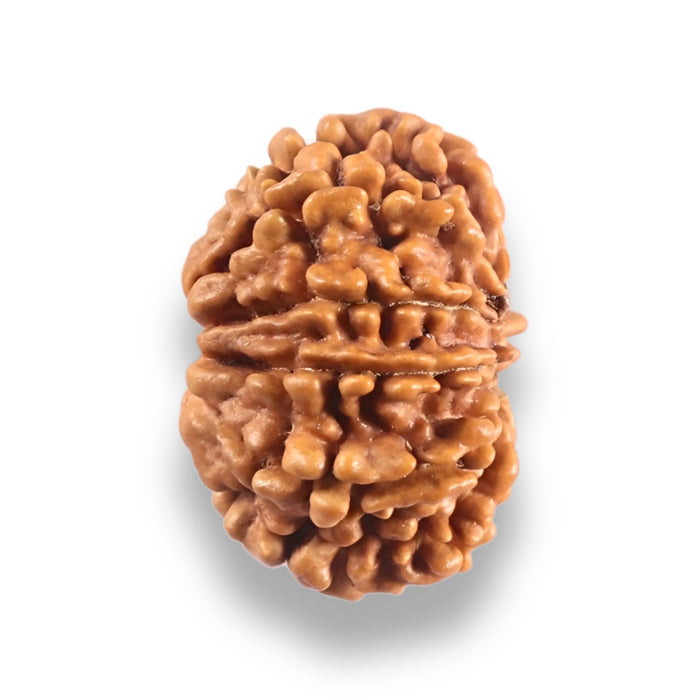 9 Mukhi Nepalese Rudraksha - Bead No. 442