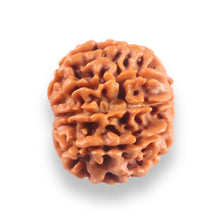 Load image into Gallery viewer, 9 Mukhi Nepalese Rudraksha - Bead No. 440
