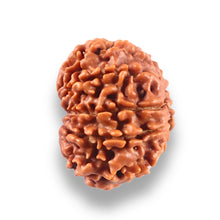 Load image into Gallery viewer, 10 Mukhi Nepalese Rudraksha - Bead No. 446
