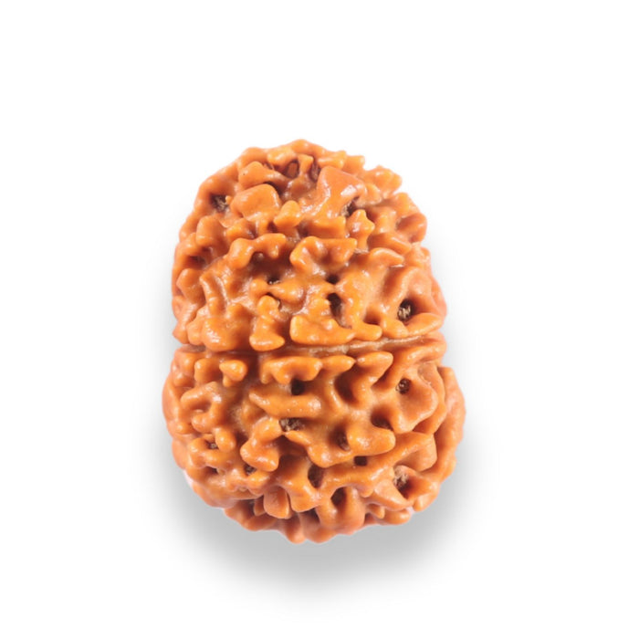 9 Mukhi Nepalese Rudraksha - Bead No. 439