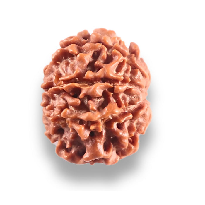 9 Mukhi Nepalese Rudraksha - Bead No. 448