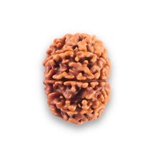 Load image into Gallery viewer, 9 Mukhi Nepalese Rudraksha - Bead No. 435
