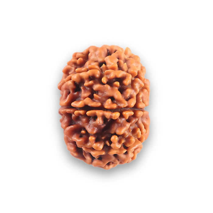 9 Mukhi Nepalese Rudraksha - Bead No. 435