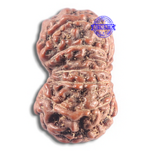 Load image into Gallery viewer, 15 Mukhi Indonesian Rudraksha - Bead No. 130
