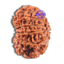 Load image into Gallery viewer, 11 Mukhi Nepalese Rudraksha - Bead No. 433
