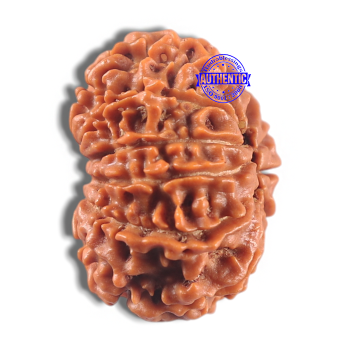 11 Mukhi Nepalese Rudraksha - Bead No. 433
