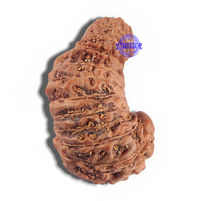 24 Mukhi Rudraksha from Indonesia - Bead No. H