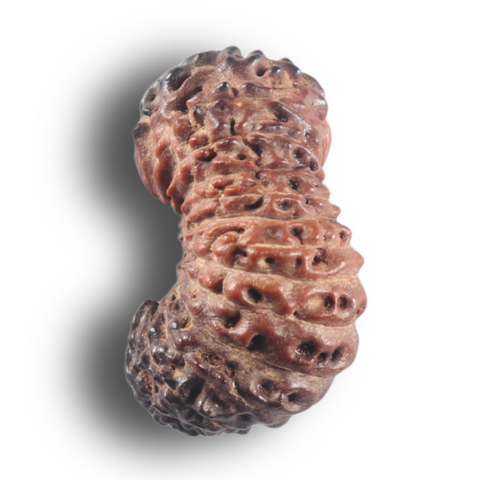 26 Mukhi Rudraksha from Indonesia V