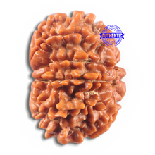 Load image into Gallery viewer, 11 Mukhi Nepalese Rudraksha - Bead No. 426
