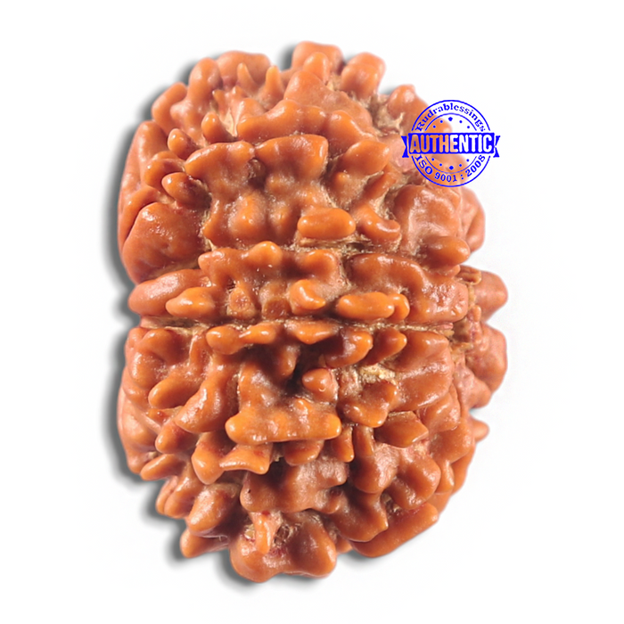 11 Mukhi Nepalese Rudraksha - Bead No. 426