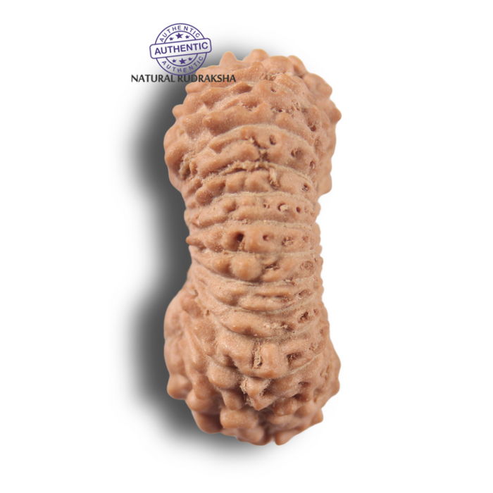 23 Mukhi Rudraksha from Indonesia