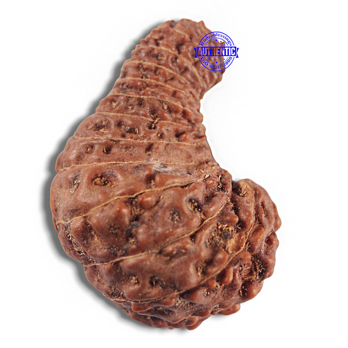 24 Mukhi Rudraksha from Indonesia - Bead No. Q