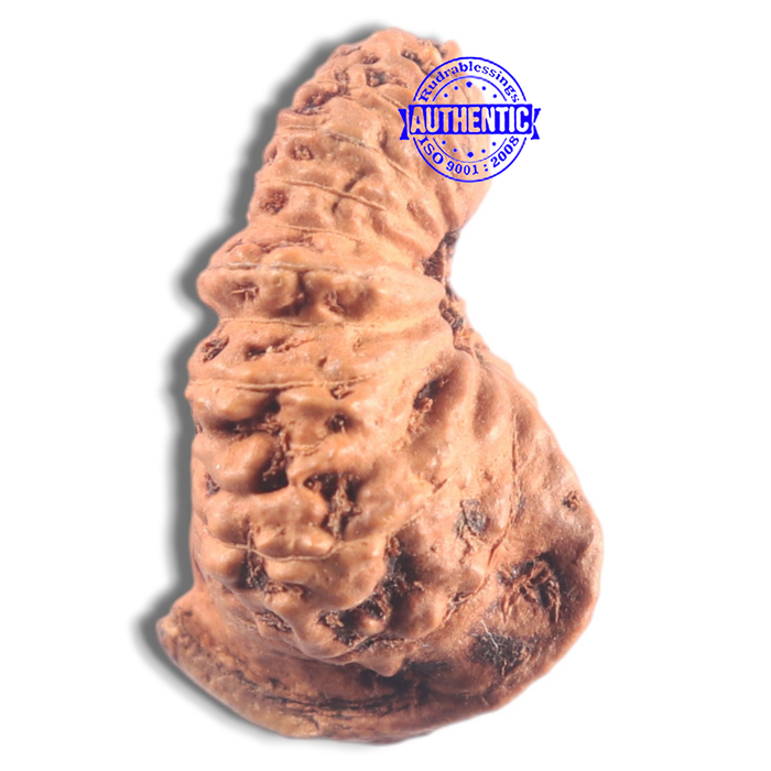 20 Mukhi Ganesh Indonesian Rudraksha - Bead No.33